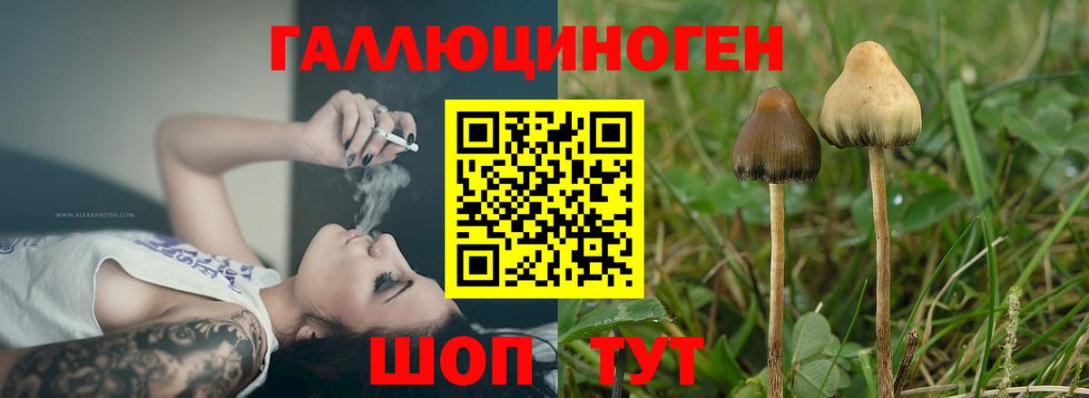 Псилоцибиновые грибы Cubensis  Вход с VPN  Железноводск 